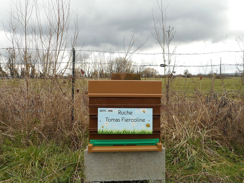 La ruche Tomas Fiercoline